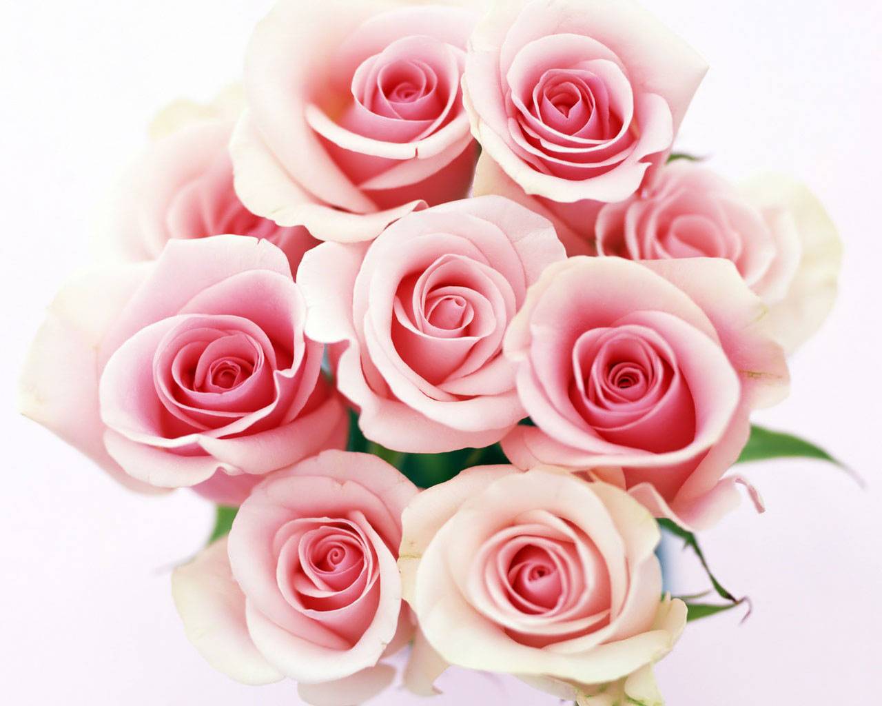 Nome:   Bouquet-di-rose-rosa.jpg
Visite:  36820
Grandezza:  94.9 KB