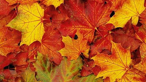Nome:   colori_foglie_autunno.jpg
Visite:  452
Grandezza:  84.7 KB