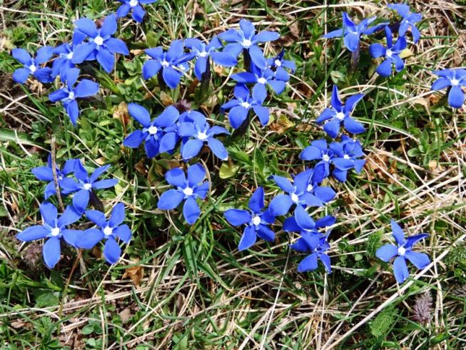 Nome:   1 078 fiori blu.jpg
Visite:  90
Grandezza:  109.8 KB