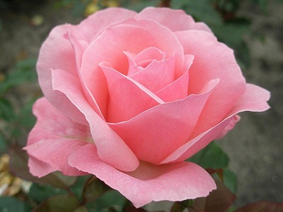 Nome:   rosa-the-queen-elisabeth.jpg
Visite:  227
Grandezza:  43.6 KB