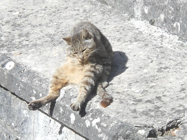 Nome:   gatto a porretta2.jpg
Visite:  810
Grandezza:  99.5 KB