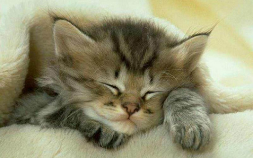 Nome:   Cute-Kitten-kittens-16096574-500-313.jpg
Visite:  278
Grandezza:  60.8 KB
