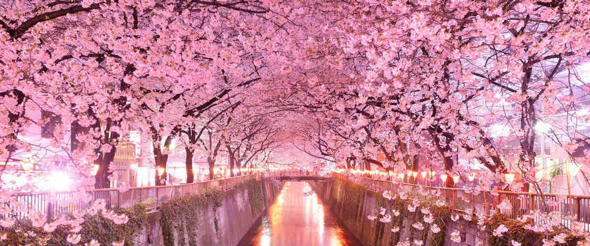 Nome:   hanami-giappone-luoghi-sakura.jpg
Visite:  2163
Grandezza:  95.4 KB