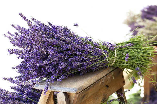 Nome:   come-coltivare-la-lavanda.jpg
Visite:  871
Grandezza:  76.5 KB