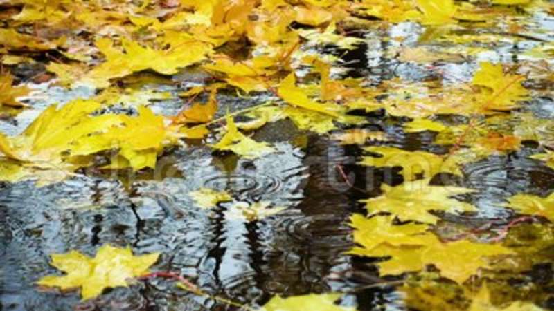 Nome:   rain-drops-falling-puddle-yellow-maple-leaves-102420853.jpg
Visite:  797
Grandezza:  56.0 KB