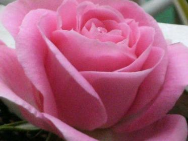Nome:   amor-rosas-L-Eubs5t.jpg
Visite:  2182
Grandezza:  13.5 KB